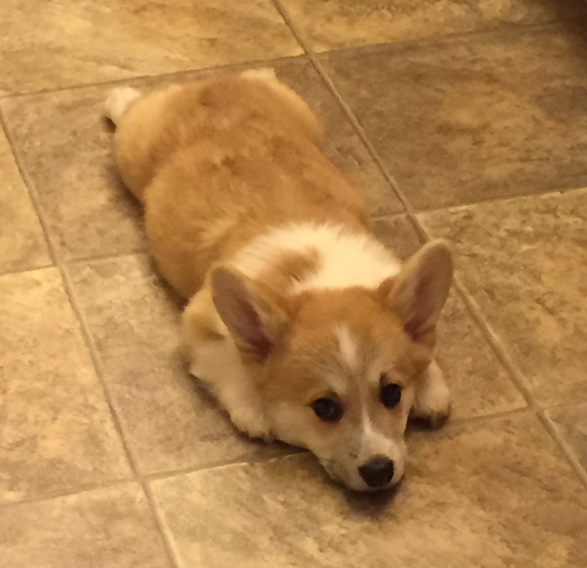 #ThrowbackThursday to my first puppy sploot. #CarsonTheCorgi #CorgiCrew