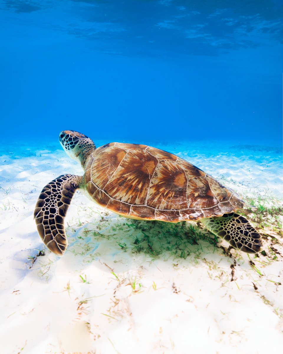 In the tranquil depths, ancient wisdom roams freely. Happy #WorldTurtleDay!

📷 via @ costa_sam (IG) for <a href="/msts_wsde/">Watersports, Scuba Dive, and Excursions</a>
