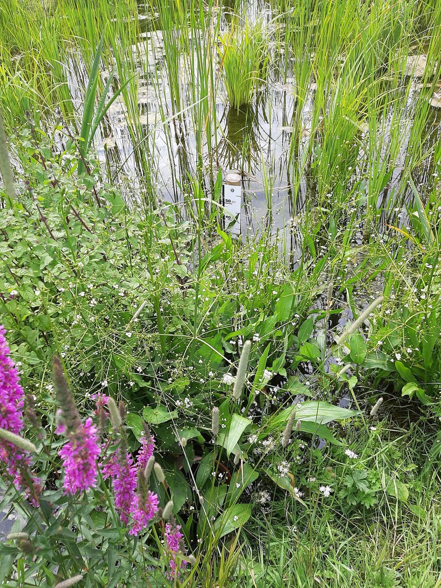 sdublincoco's tweet photo. Join SDCC Heritage Officer Rosaleen Dwyer and Dublin Urban Rivers LIFE (DURL) Project Engineer Ger Staunton tomorrow at 11am as they take us on a tour of flora and fauna in the DURL Project wetlands in Dodder Valley Park. Booking essential by email durl@sdublincoco.ie https://t.co/9LZGSepSYm