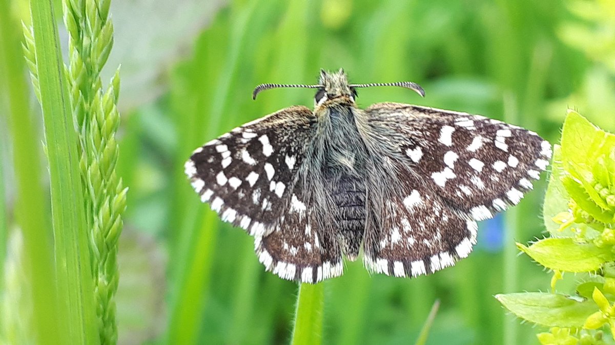 Nice to see this grizzled skipper #butterfly today @RowantNNR @ChilternsNL @UpperThamesBC