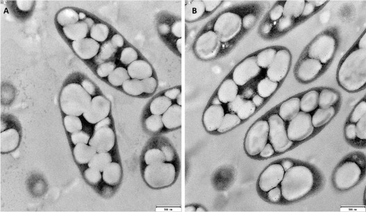 polybiogroup's tweet photo. New publication in @RCRjournal in collaboration with @BOKUvienna! Glucose derived from the enzymatic hydrolysate of cellulose (viscose) and polyamide textile wastes can be converted into PHB and bacterial cellulose by C. necator and K. sucrofermentans https://t.co/vmTdZoKrjV https://t.co/wVVykOFh6Z