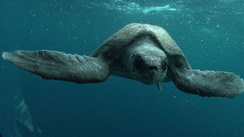 Happy #WorldTurtleDay! While we don't tend to see many sea turtles at the depths we explore, sometimes we are treated to a 🐢 sighting when the ROVs are closer to the surface, like this inquisitive turtle from off the Galapagos Islands who swam by to say hello!