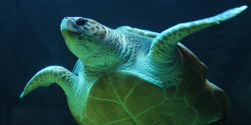 Interested in learning more about #Canada’s sea turtles? Today is the day to do so!

Happy #WorldTurtleDay to all who shell-ebrate 🐢

Learn more about Canada’s sea turtles here: ow.ly/Ahmb50RSsfS