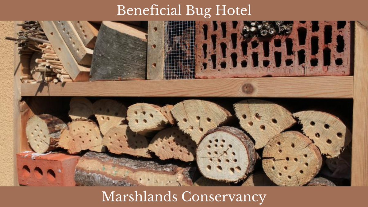 Visit Marshlands Conservancy, Saturday, May 25 from 1 p.m. to 2:30 p.m. to learn about insects and support beneficial insects by helping to build a hotel for the insects of Marshlands.