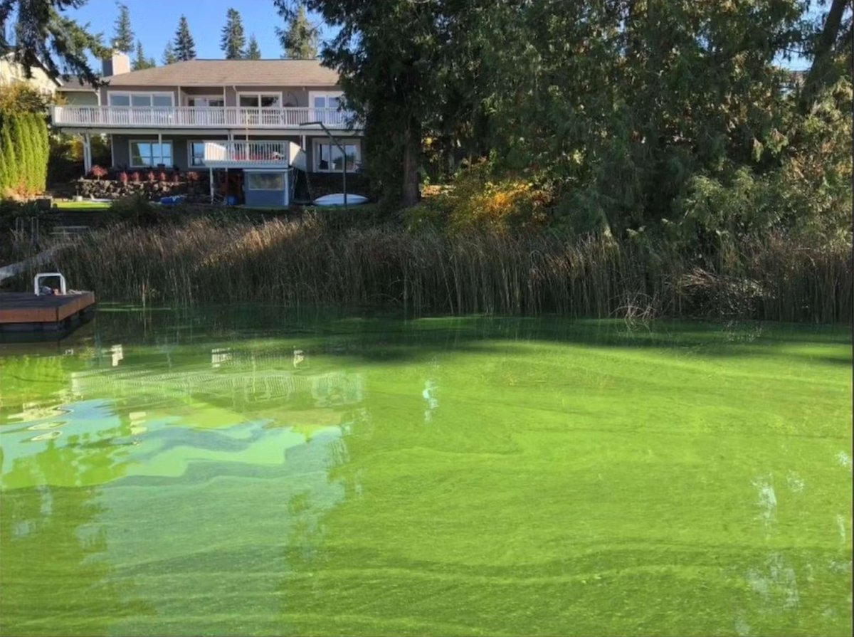 We love seeing communities take action against poor water quality and enjoy our role in protecting water bodies.

Learn more about the efforts on Kitsap Lake: kuow.org/stories/bremer…