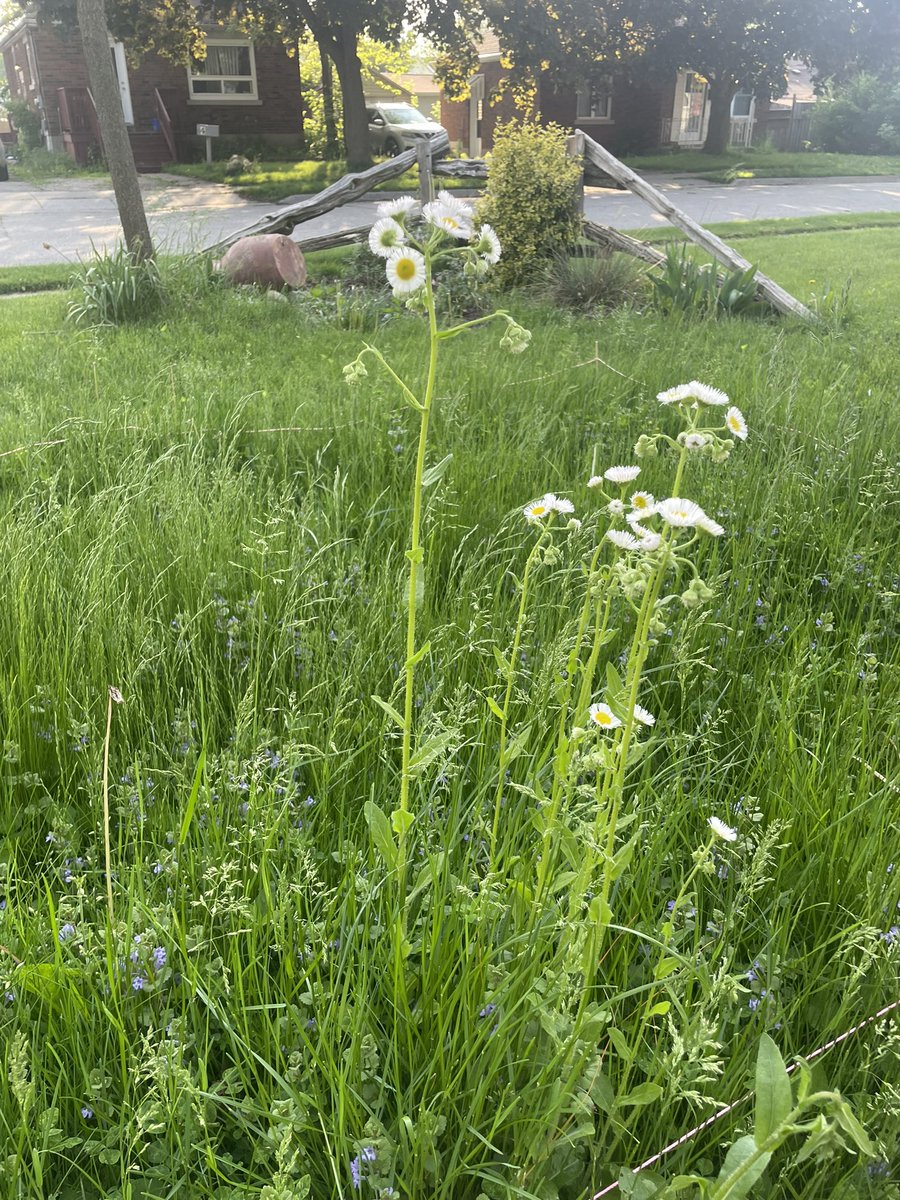 SaraMStricker's tweet photo. A “non lawn” weed has flowered in one of my #NoMowMay plots! This is annual fleabane and pollinators love it. This is the closest I’ve gotten to matching the wildflower garden graphics used to advertise this movement (see example). Is this worth the ticks though? 🤔#Know2MowMay https://t.co/Bysx4FtKOE