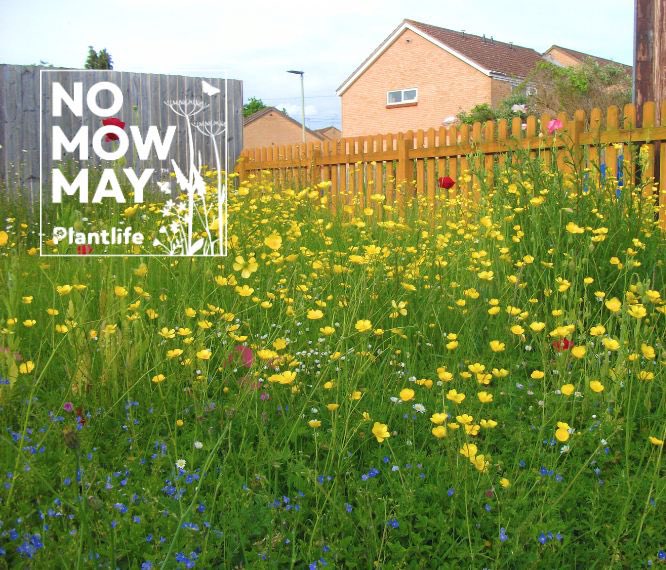 SaraMStricker's tweet photo. A “non lawn” weed has flowered in one of my #NoMowMay plots! This is annual fleabane and pollinators love it. This is the closest I’ve gotten to matching the wildflower garden graphics used to advertise this movement (see example). Is this worth the ticks though? 🤔#Know2MowMay https://t.co/Bysx4FtKOE