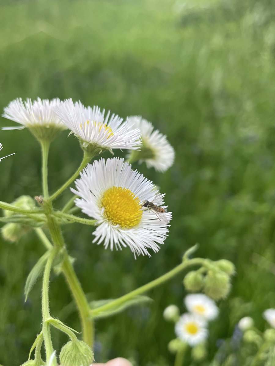 SaraMStricker's tweet photo. A “non lawn” weed has flowered in one of my #NoMowMay plots! This is annual fleabane and pollinators love it. This is the closest I’ve gotten to matching the wildflower garden graphics used to advertise this movement (see example). Is this worth the ticks though? 🤔#Know2MowMay https://t.co/Bysx4FtKOE