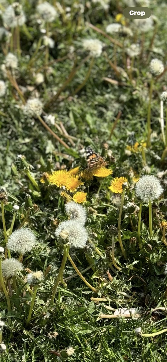 “Look Mrs. Valentine… our butterfly friends came to have recess with us today!  They are okay!”
#mckinleystrong
#owatonnaproud