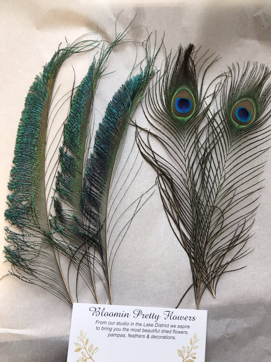 Out gloriously vibrant peacock sword and eye feathers make quite the dramatic statement ✨ See the full range of fabulous feathers in my Etsy shop 🌟

#feather #feathers #etsy #etsylovers