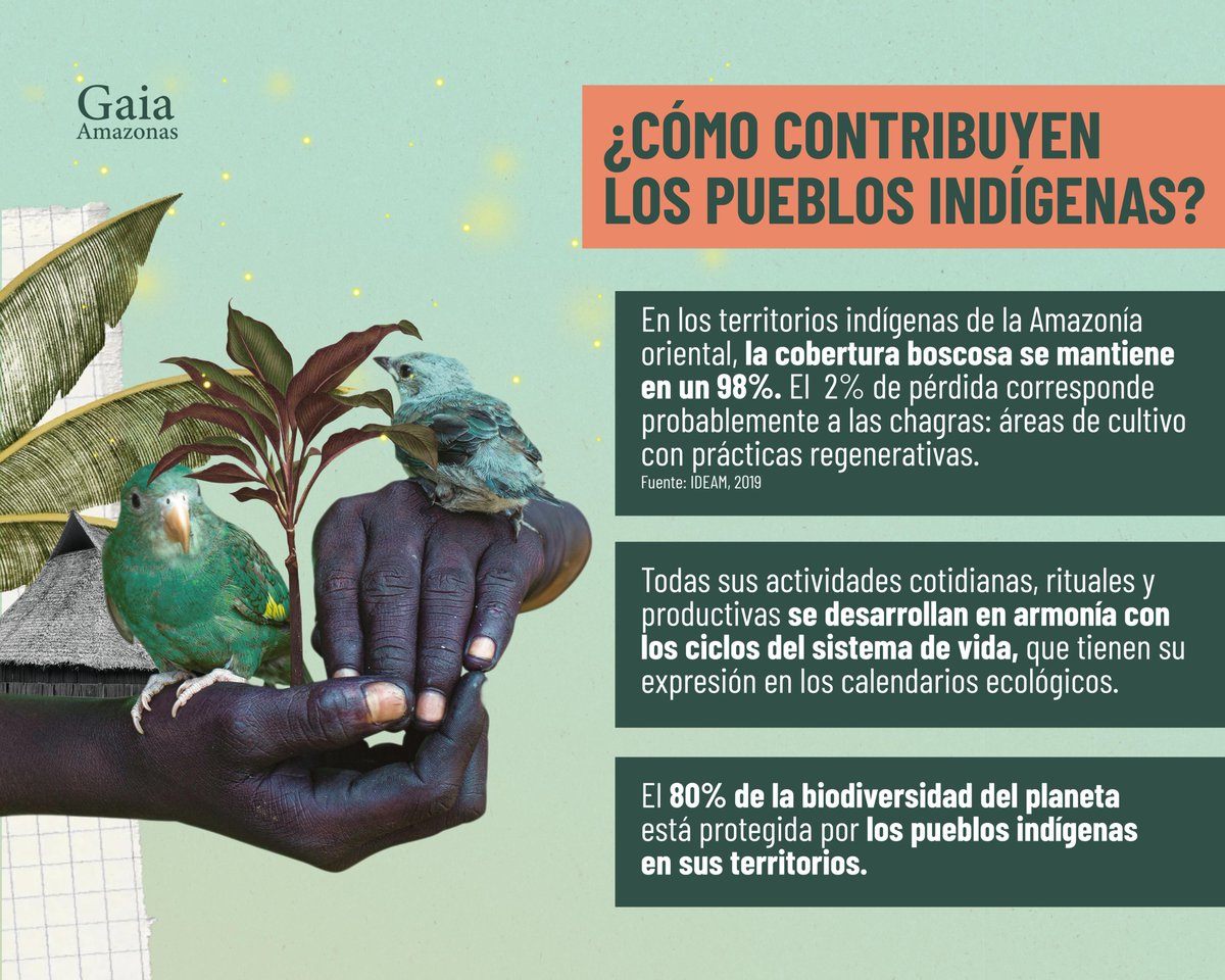 Los pueblos indígenas de la Amazonía, en lugar de generar afectaciones negativas, contribuyen a mantener la vitalidad de sus territorios a través de sus sistemas de conocimiento, gobierno y manejo.