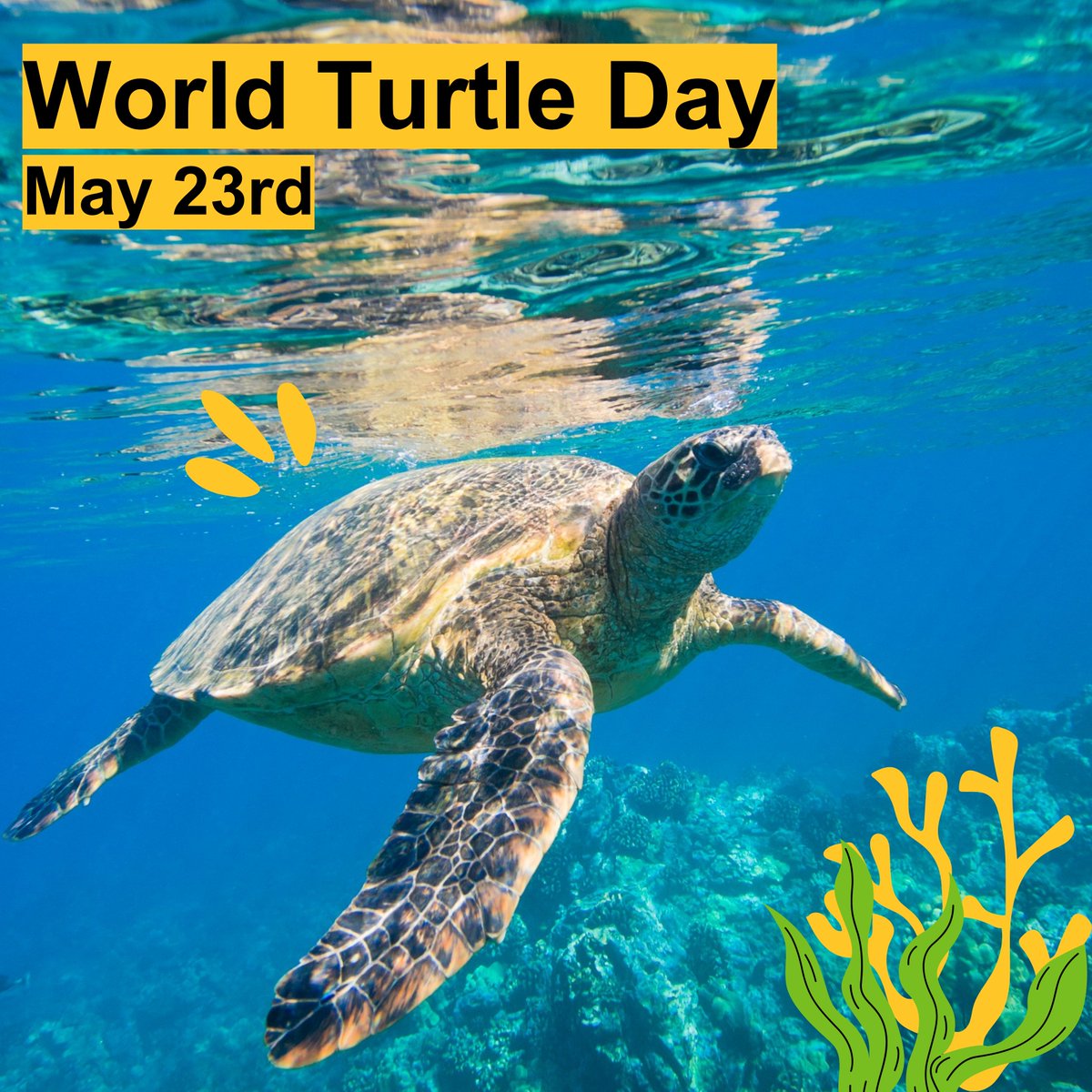 Shell-abrating World Turtle Day! 🐢Turtles are a crucial part of marine ecosystems, but unfortunately, many species are at risk of extinction. Today raises awareness about the importance of protecting turtles!🌊
#WorldTurtleDay #GreeningMaroonAndGold #EarthDayEveryDay