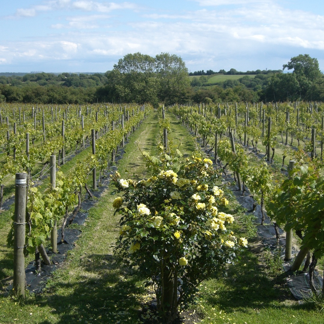 Ever tried a Welsh wine? 🍷 We’re home to the first commercial vineyard in the UK and today we have close to 50 vineyards across Wales. Our wines are winning awards too – wine not pay a Welsh vineyard a visit? 👇 welshwineweek.co.uk #WelshWineWeek