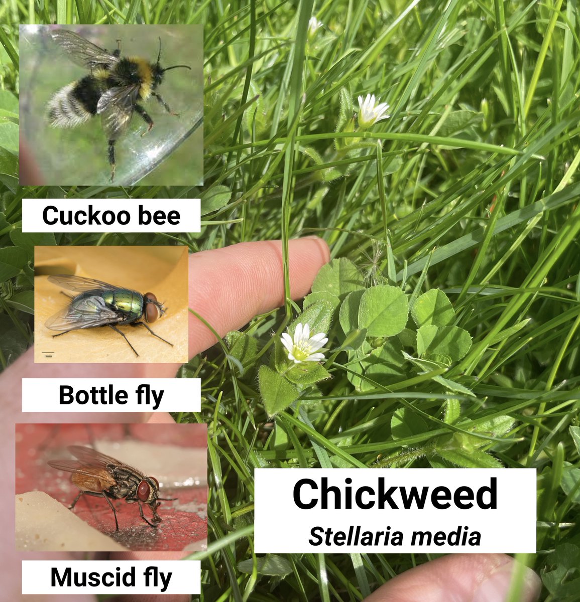 GuelphTurf's tweet photo. Chickweed is found throughout North America. In lawns, it rarely grows taller than 2 inches along the ground and forms a thick, dense mat that produces small, white flowers. It will self-pollinate but may also be visited by several bees and flies. #LawnBiodiversity #Know2MowMay https://t.co/w8GBxROe3c