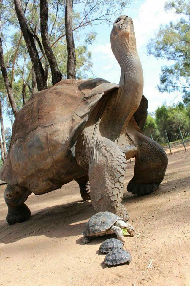 Tortuga gigante con sus crías 🐢

¡Feliz día de la tortuga! 🐢💖

📸 Toni Jones