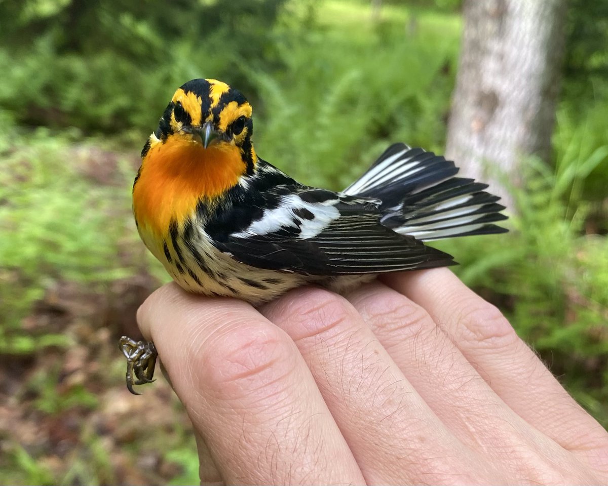 I had a very emotional experience holding this bird today. It was such a remarkable privilege to be deep in the forest, sharing a moment with this stunning animal. I was simply overcome with appreciation for the beauty and splendor of the natural world. (Blackburnian Warbler)