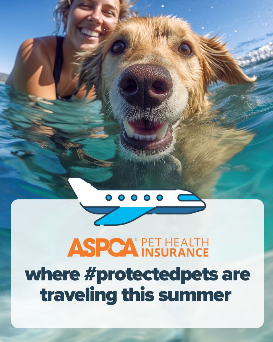 ASPCAPetIns's tweet photo. Wondering where #ProtectedPets are vacationing this summer? ☀️ We asked, and the community answered. Get inspired to make travel plans. Then, learn how to make your adventures safe for traveling tails: https://t.co/cqtulkiigH
#ASPCAPetInsurance #Dogs #Pets #TravelSafety https://t.co/wJugILTMKz