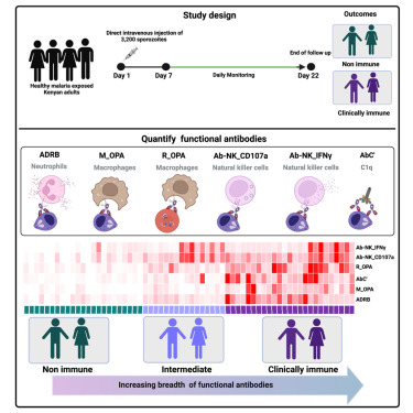 Breadth of IgG Fc-mediated effector functions targeting merozoites and rings is the strongest predictor of protection (superior to growth inhibition assay) in human malaria challenge <a href="/ImmunityCP/">Immunity</a> <a href="/FaithOsier/">Faith Osier</a>
cell.com/immunity/fullt…