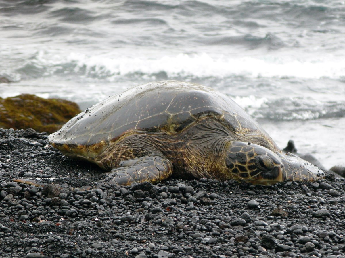 Sea turtles aren’t just cute marine animals you may find basking on the beach. They could also serve as potential bioindicators for monitoring plastic pollution in the North Pacific Ocean. Learn more: nist.gov/news-events/ne… 📸: Jennifer Lynch #WorldTurtleDay
