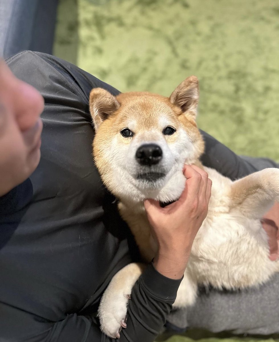 Marutarosol's tweet photo. $maru woof woof https://t.co/yAjeYYuO9H