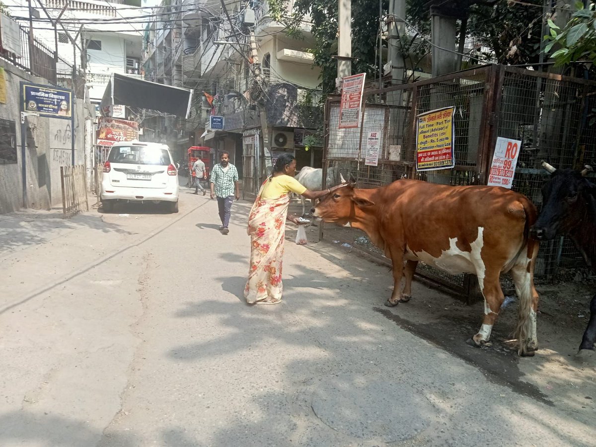 ThinkpawsOrg's tweet photo. #Cities &amp; #Cows in #India: How do we find a Common Ground❓
India's reverence for cows creates a unique urban challenge. At #PAWS Web, we're exploring how scientific research can bridge the gap.
Stay tuned! https://t.co/xZlVF2XB0o
