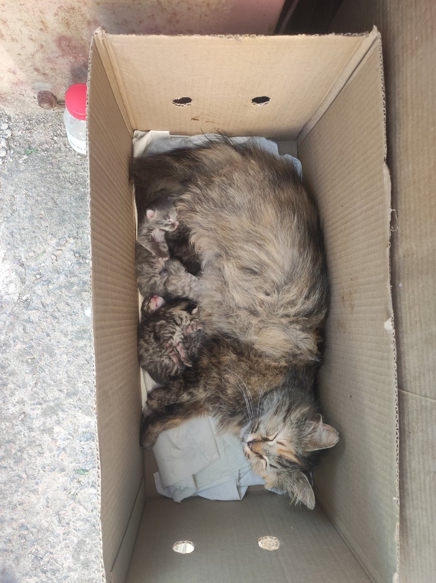 PO5SbTWhuxoGeWr's tweet photo. ну чо, с пополнением нас. вот такой пиздец в коробке на улице. кошка ручная, ласковая, явно домашняя, котята чистые. пять штучек крохотных хвостиков. пока забрала на балкон, но очень нужна передержка 🥺🙏 Питер, отзовись 😭🙏 https://t.co/Du9qxjbaqO