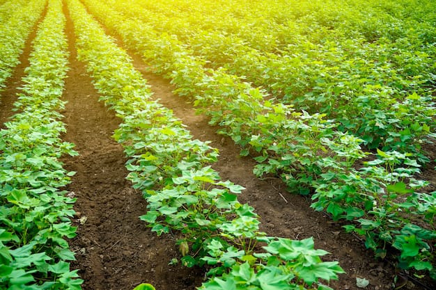 Total Seed Production tweet media