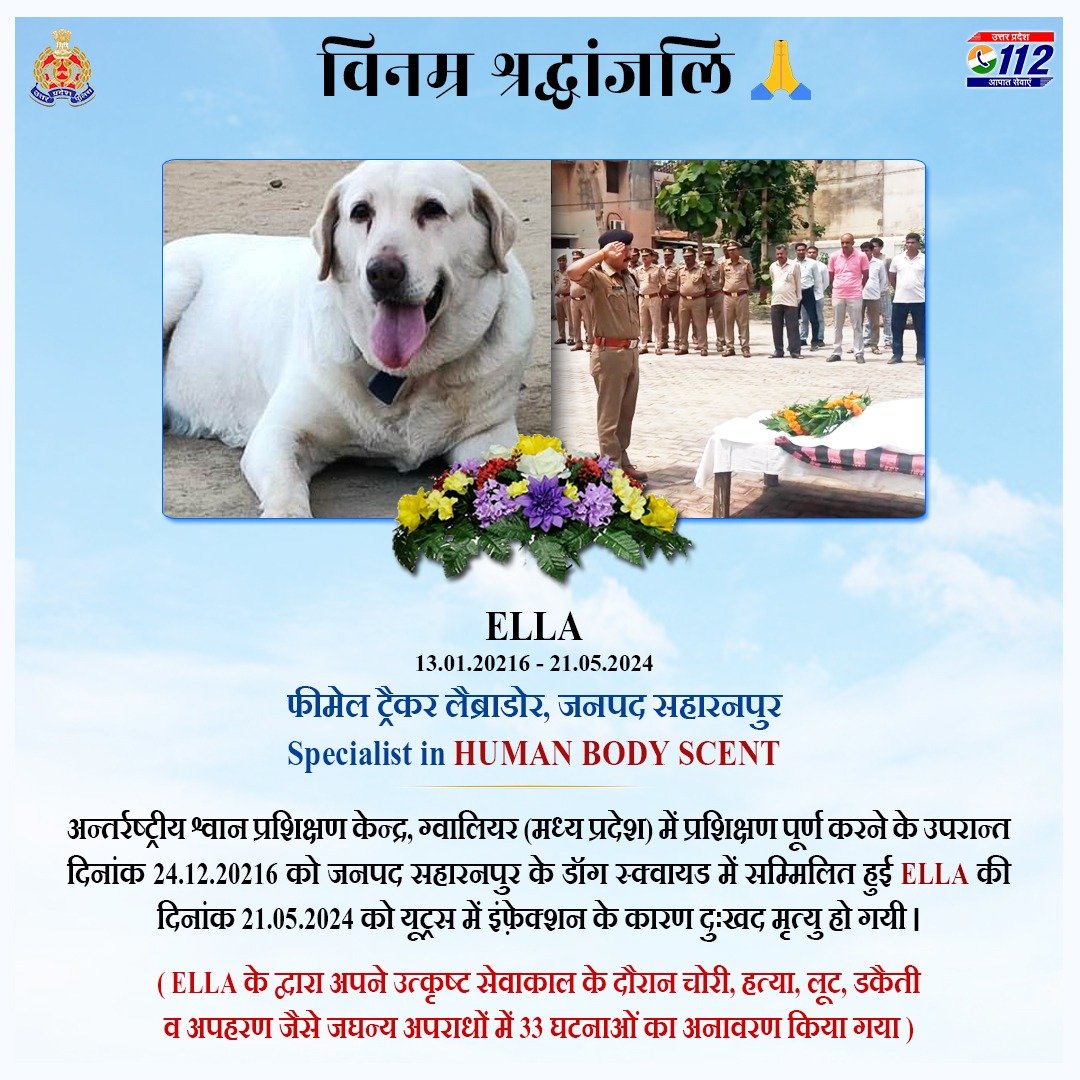 Uppolice's tweet photo. Scent off with honors: ELLA, a true K9 hero!
@saharanpurpol bid a heart-felt farewell with state honors to 'ELLA', the valiant member of the K9 unit. 'ELLA' was instrumental in unraveling numerous grave crimes, leaving a legacy of safety behind.

#PawsInPeace  #K9Hero https://t.co/wA5VbXRjvJ