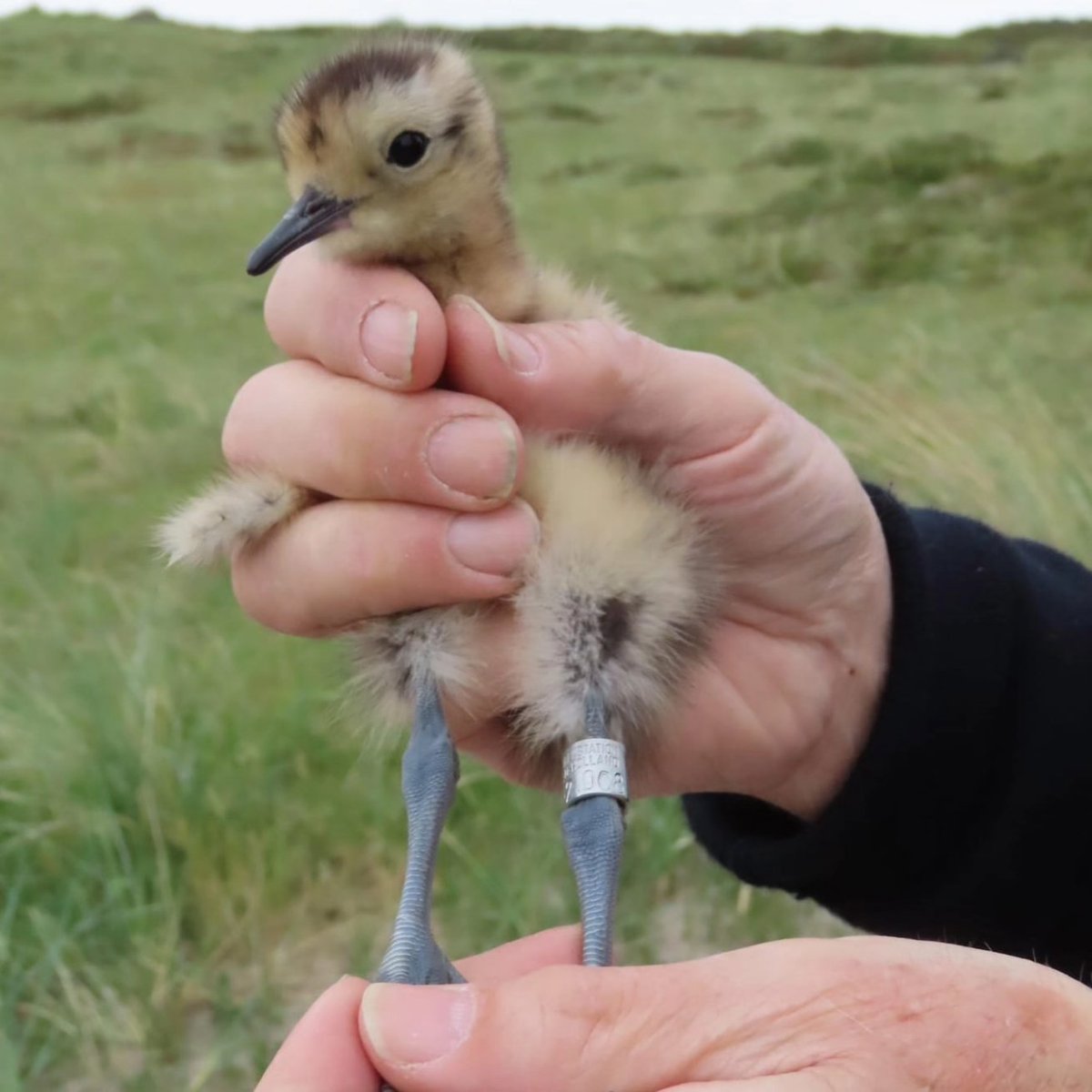 Wat een dag vandaag. 10 kleine wulpen zijn van een ring voorzien. Het gaat niet goed met de #wulp door te ringen,wegen en meten hopen we te weten te komen waar ze heen gaan wanneer ze terug komen etc etc. Mooie samenwerking met Jan Ellens!! #Terschelling <a href="/staatsbosbeheer/">Staatsbosbeheer</a>