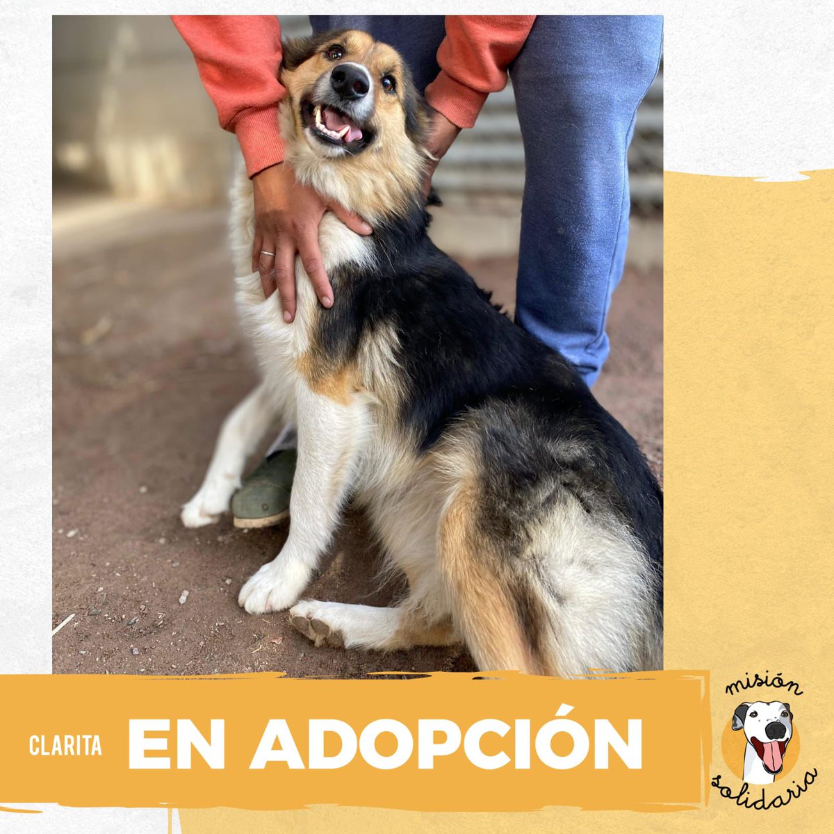 Clarita es una perra del refugio de zoonosis de C. casares. Tiene 2 años, es mediana, está castrada y se lleva super bien con otros perros. Queres adoptar a clarita? zonas CABA y GBA
escribime!
misionsolidariatwitter@gmail.com
asunto: Clarita puro amor
rt por favor!