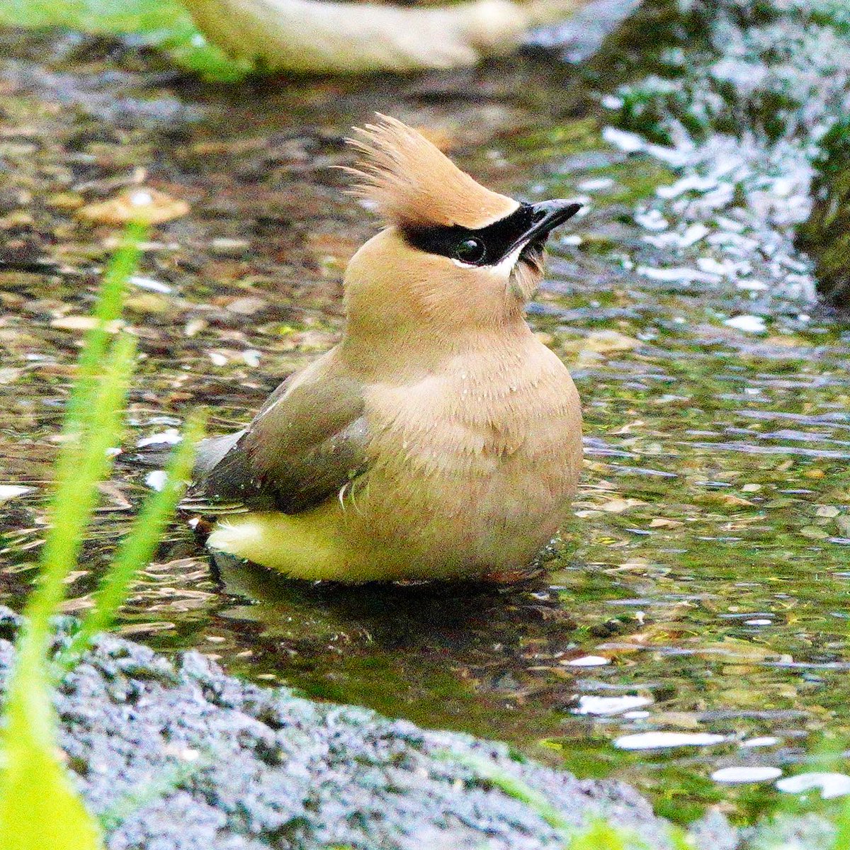 david_schmittou's tweet photo. I just love Cedar Waxwings. They don’t have the flashiest coloring, but beautiful, rich, subtle colors finished off by their striking black mask and delightful crest. #cedarwaxwing #bathingbirds #springmigration #birding #LSNY #birds #nyc #nature #birdpics #birdcpp #birdcp https://t.co/46efIy0xD9