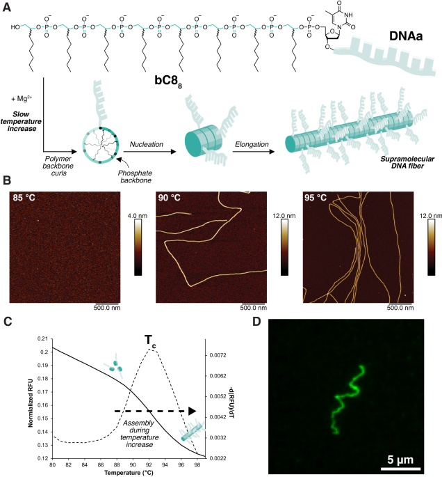 dnananopapers's tweet photo. Heat-activated growth of metastable and length-defined DNA fibers expands traditional polymer assembly https://t.co/EUlO5Mkuk5 https://t.co/9TLDJmvhzf