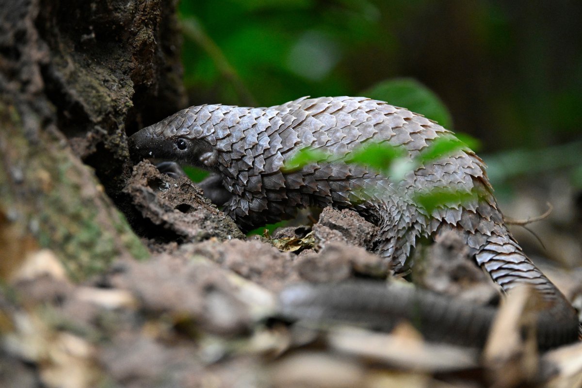 Pangolins = Ecosystem Gardeners. What does that mean? 🌳🌳🌳

They naturally protect their forested habitats &amp; help maintain healthy ecosystems by: 
➖Eating termites &amp; saving trees from termite destruction.
➖Digging burrows, which aerates the soil.

Pc: Alexander Ley