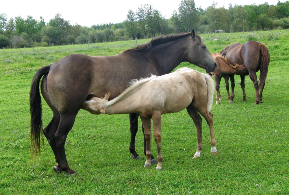 Healthy foals need healthy brood mares albertafarmexpress.ca/livestock/heal…