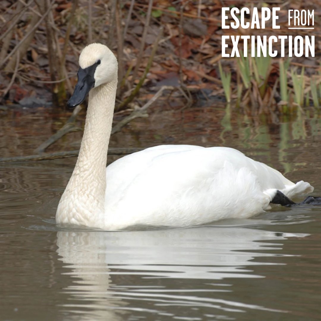 Escape From Extinction tweet media