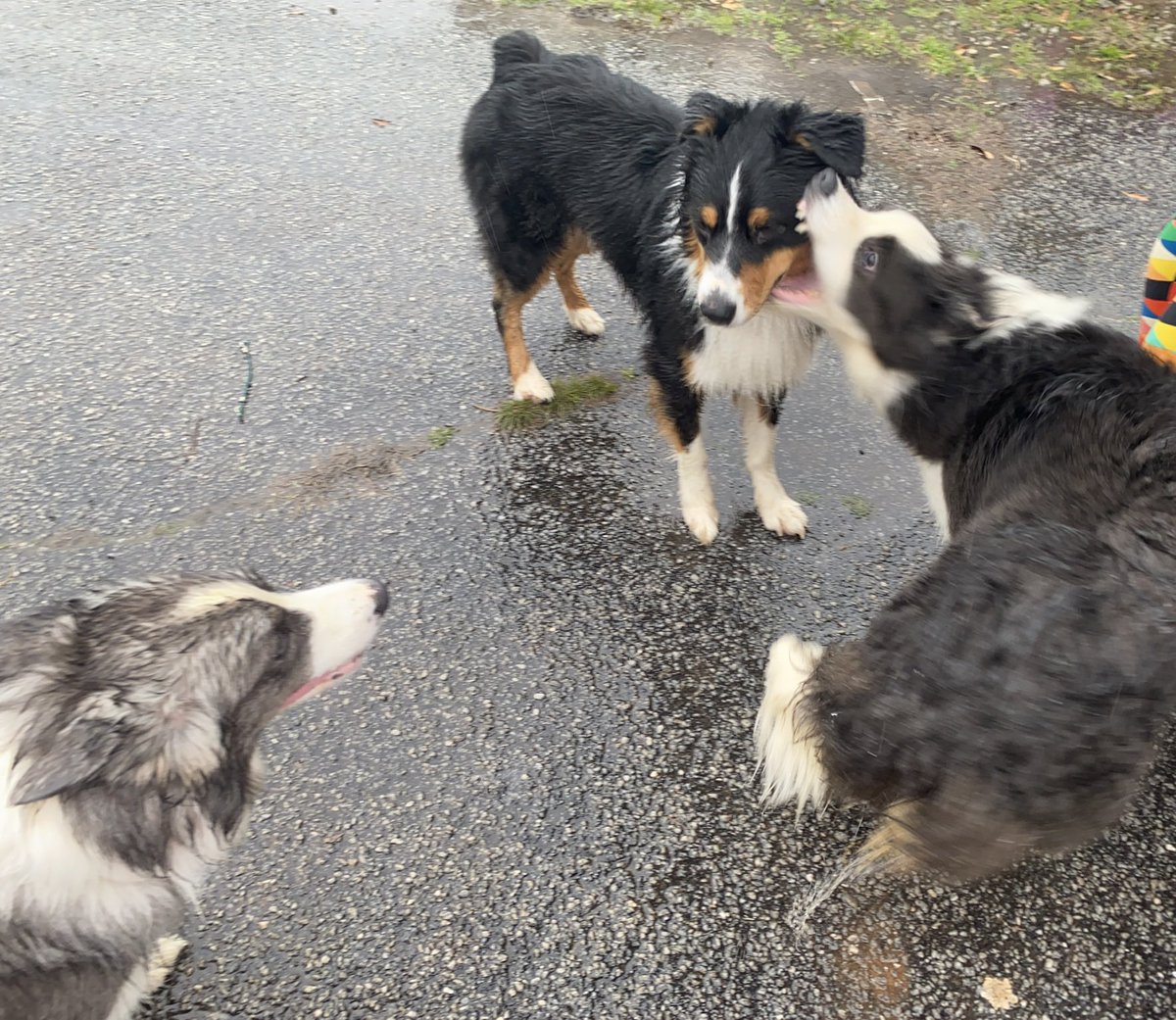 this pic i took the moment one of the border collies was about to get sizzle’s ass for being annoying is so akishinji to me