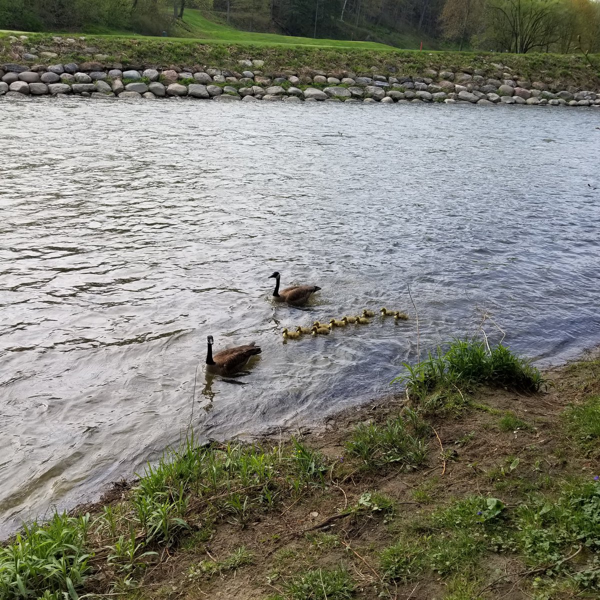 LMM_digital's tweet photo. Thx for posting @Natayumiyu

Here's my similar image from Toronto in early May.

How we live for the seasons to change, and see this beautiful Spring ritual once again!

And those little fuzzy yellow goslings are precious! I think those in your pic are more advanced than in mine. https://t.co/ipwKKRzSkY