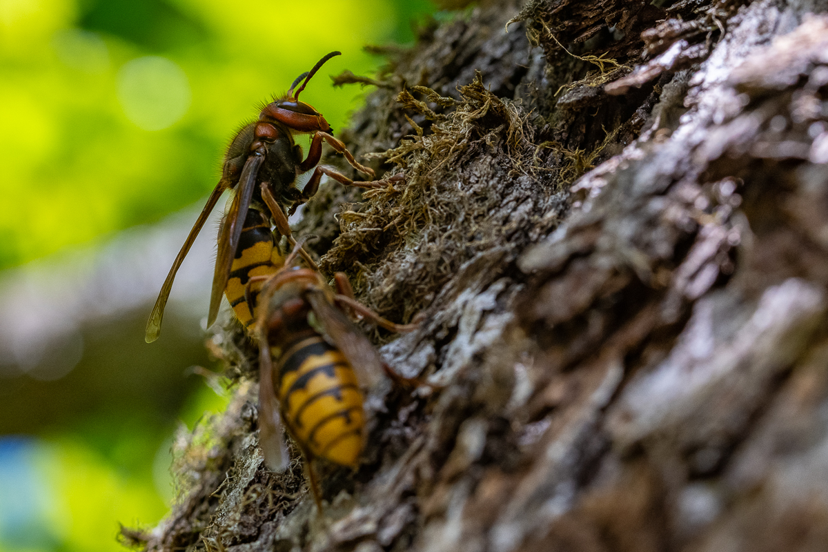 Mans šī gada kukaiņu pasaules atklājums - līdz šim domāju, ka irši (sirseņi) ir ļoti agresīvi un tendēti uzbrukt. Tagad liekas, ka tas tikai pūžņa tuvumā. Te pāris foto no ~30 cm attāluma, kur tie barojas ar kļavu sulu. Dikti mierīgi. Izrādās, ka var sadzīvot.