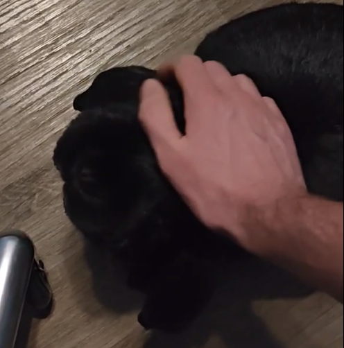 tell me: why would anyone do drugs,  when they can just pet a bunny? https://t.co/HvkifF0NgG<a href="/tag/grimacesbirthday"class="tags"><span>#grimacesbirthday</span></a>