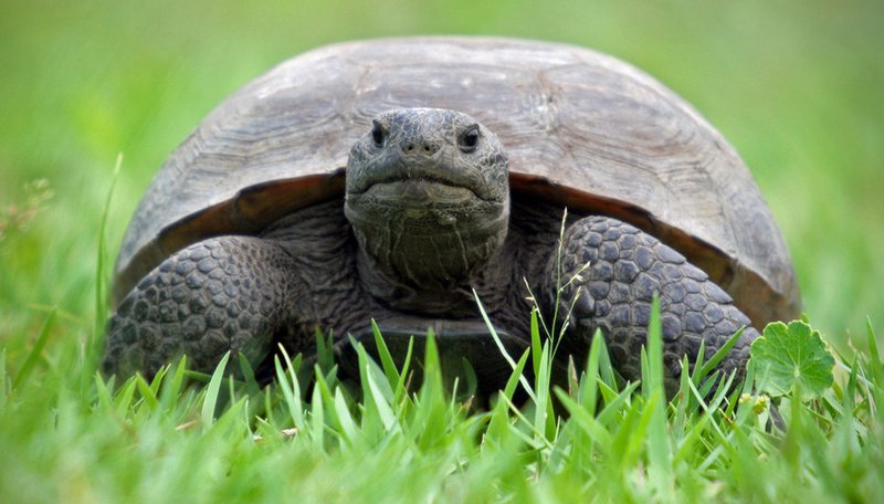 It’s Thursday, May 23rd -- It’s #WorldTurtleDay. Celebrate responsibly…and slowly.