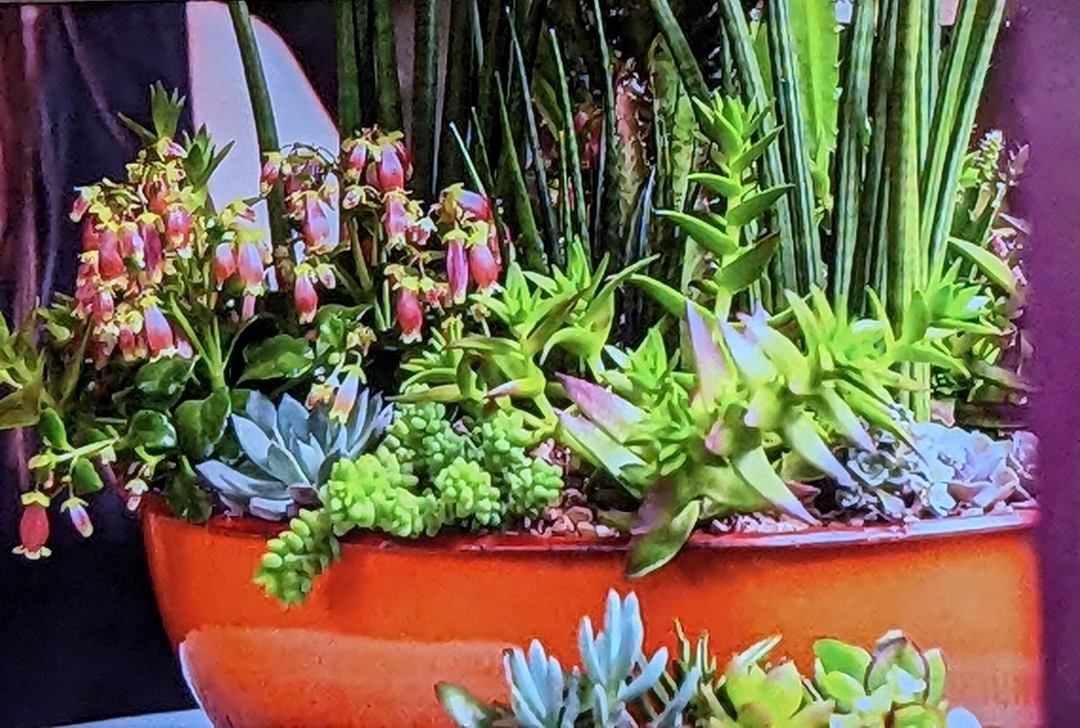 #Houseplant ? For #FrancesTophill pls
Wonder how these pots without drainage work with houseplants??
#bbcchelsea #RHSChelsea