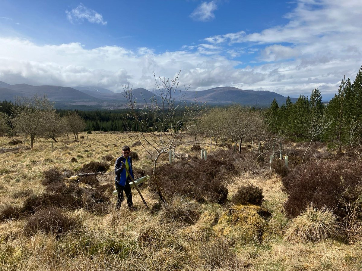 Last month we were joined by members of the @OutdoorLads, an organisation whose aim is to get more of the gay, bi, and trans community into the outdoors. The group spent a day volunteering in our Tree Nursery & removing tree guards with @ForestryLS staff at Glenmore Forest Park🌲