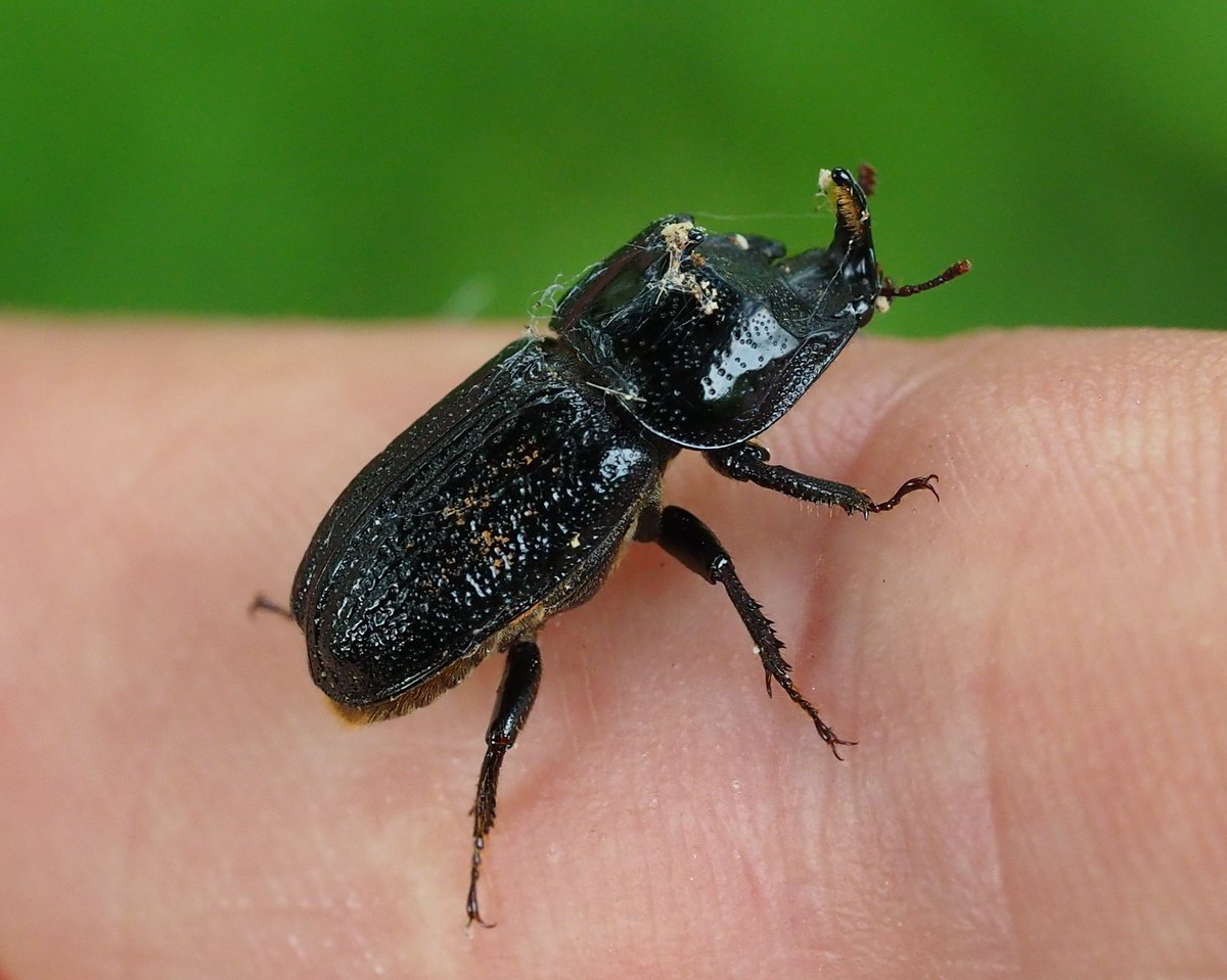 Still quite astonished by what I found last Friday in just a short walk around Ley Hill Park, Birmingham. Cramp-Ball Fungus Weevil (Platyrhinus resinosus), Pine Boring weevil (Magdalis memnonia) a County 1st and... a Rhinocerus ! @EcoRecording