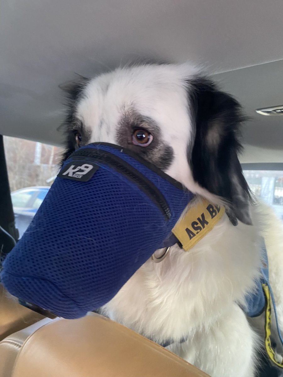 @amethystarlight My dog wears this k9 mask valved pm2.5 valved mask (and we have the same plastic muzzle too!) indoors too! I’d love one day to modify her plastic muzzle to have n95 material around it so she can wear it for more prolonged periods/outdoors on walks. We need more options for dogs!