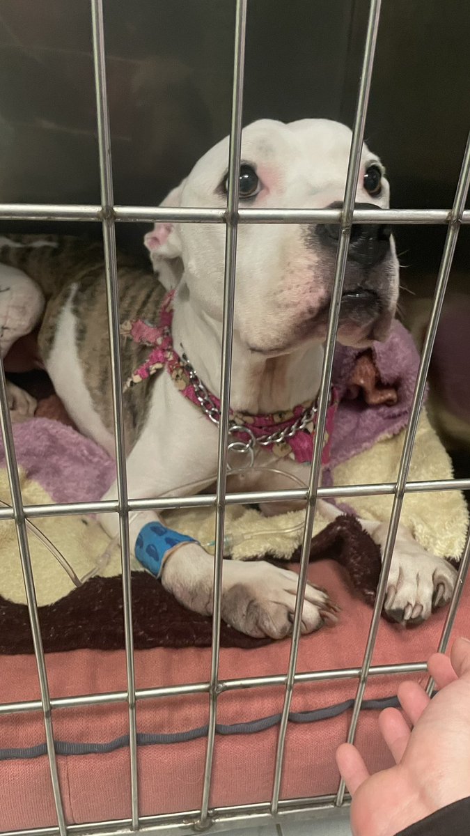 Doggy update 🚨

She’s doing a lot better right now, she was in a better mood and her tail was whipping really hard, this dog is a total badass 😎