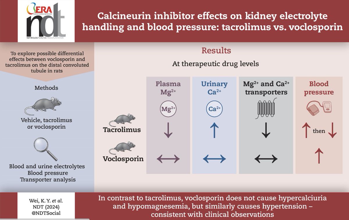 Now open access in @NDTsocial TAC vs Voclo effects on kidney electrolyte handling and BP 🧐TAC but not Voclo causes hypercalciuria + hypomagnesemia, but similarly raises BP ▶️academic.oup.com/ndt/article/do…
