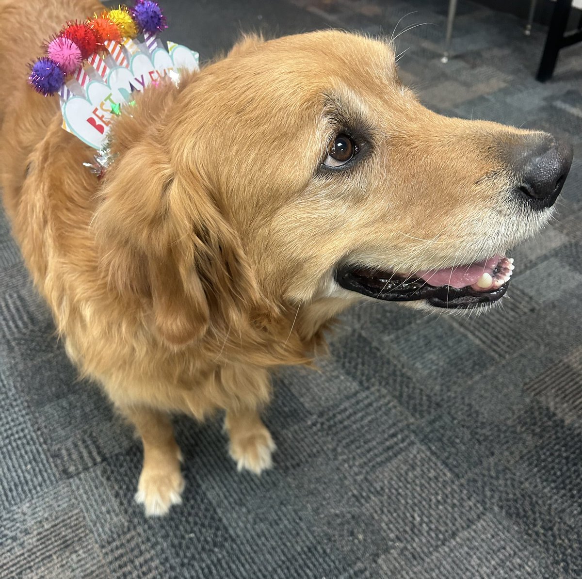 Happy 6th Birthday to our favorite therapy dog!