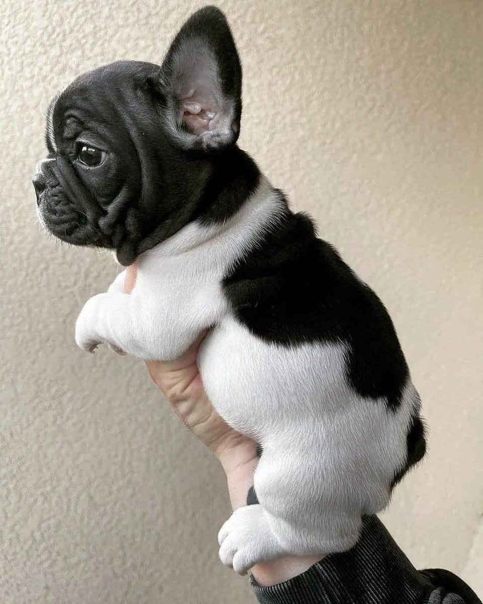 So cute 
#piedfrenchie #frenchiepups #frenchiegram #dailyfrenchie #instapuppy