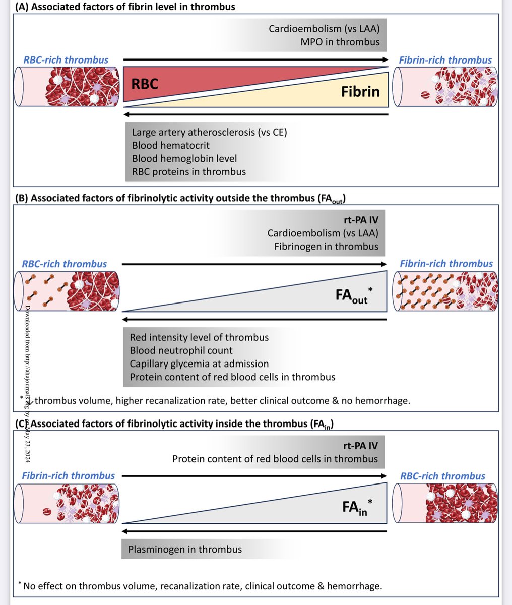 How clot composition influences fibrinolysis in the acute phase of stroke: a proteomic study of cerebral thrombi | Stroke ahajournals.org/doi/abs/10.116…