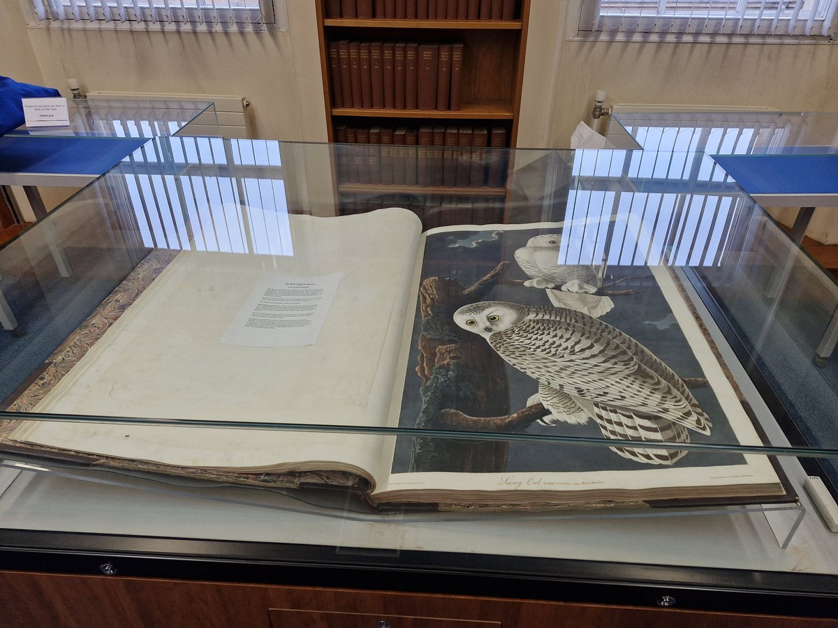 We turned a new page today on our astounding double elephant folio sized Birds of America by John James Audubon. Today's page is brought to you by the Snowy Owl audubon.org/birds-of-ameri… heritage.rcpsg.ac.uk/items/show/773